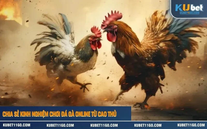 Chia Sẻ Kinh Nghiệm Chơi đá gà Online Từ Cao Thủ